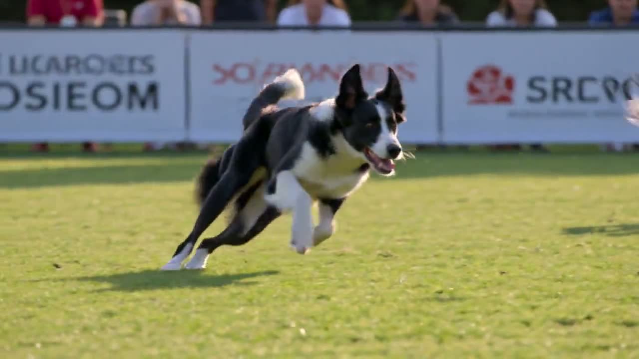 A border collie sprinting at full stride down a Fast CAT course